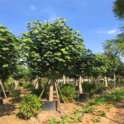 安徽批发黄槿小苗湿地植物黄槿树园林绿化工程苗木